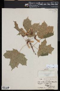 Acer nigrum image