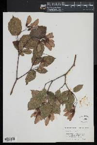 Acer tataricum image