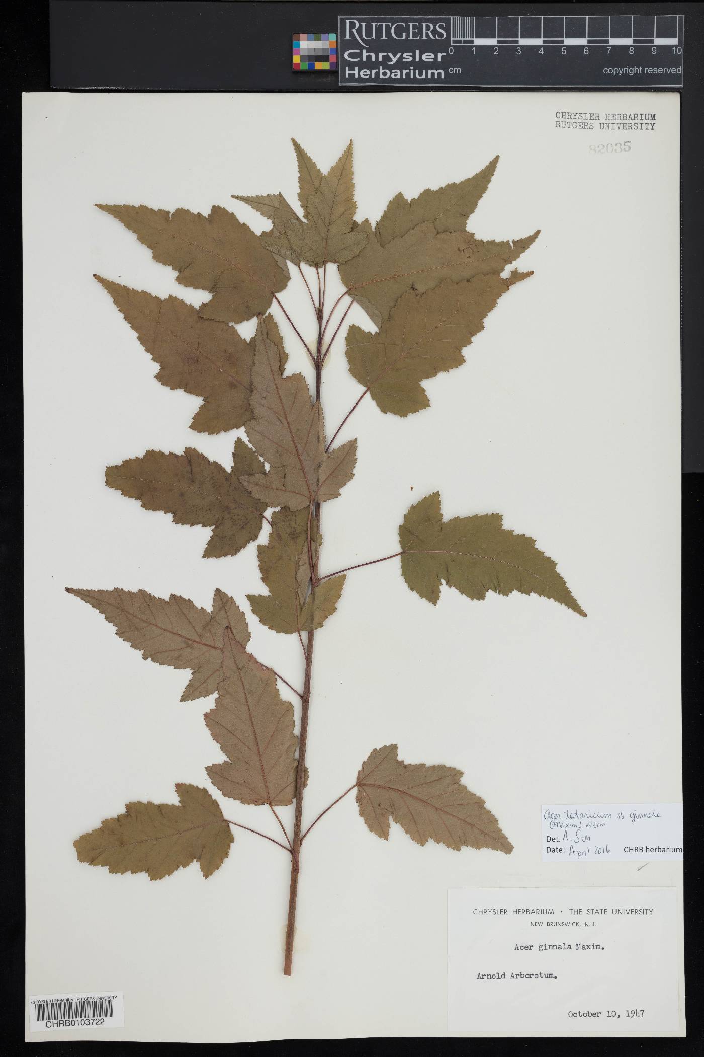 Acer tataricum subsp. ginnala image