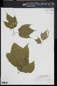 Acer pensylvanicum image