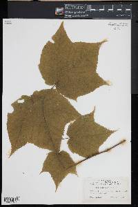 Acer pensylvanicum image