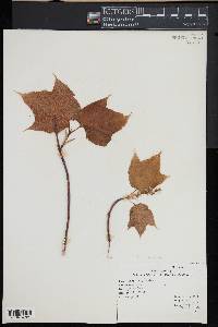 Acer pensylvanicum image