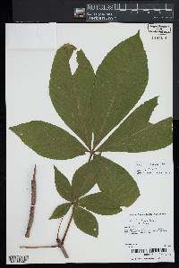 Aesculus flava image