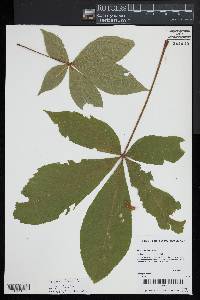 Aesculus flava image