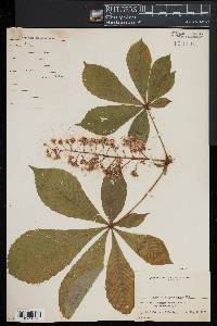 Aesculus hippocastanum image