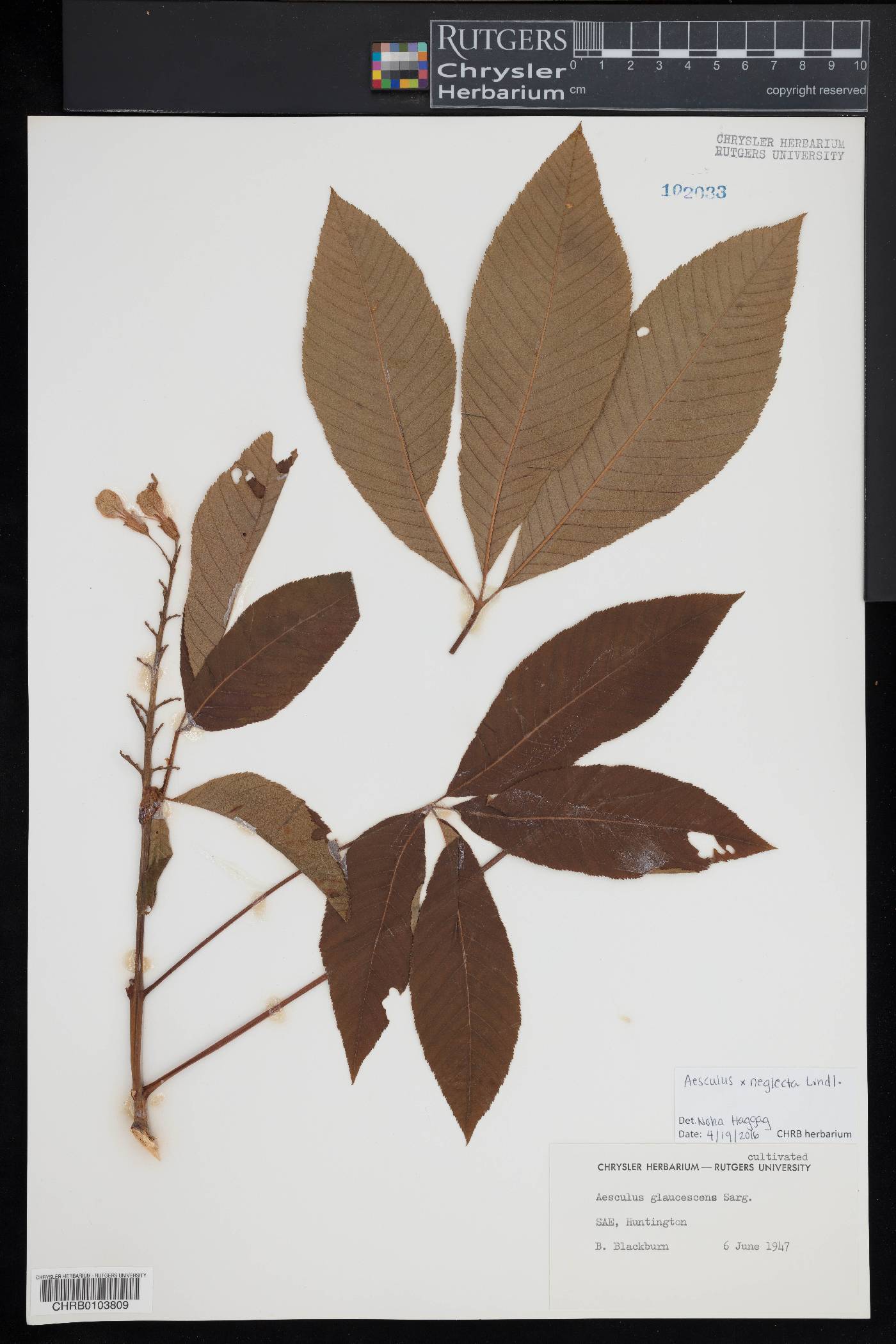 Aesculus x neglecta image