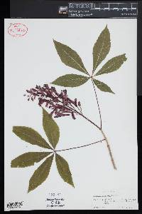 Aesculus sylvatica image