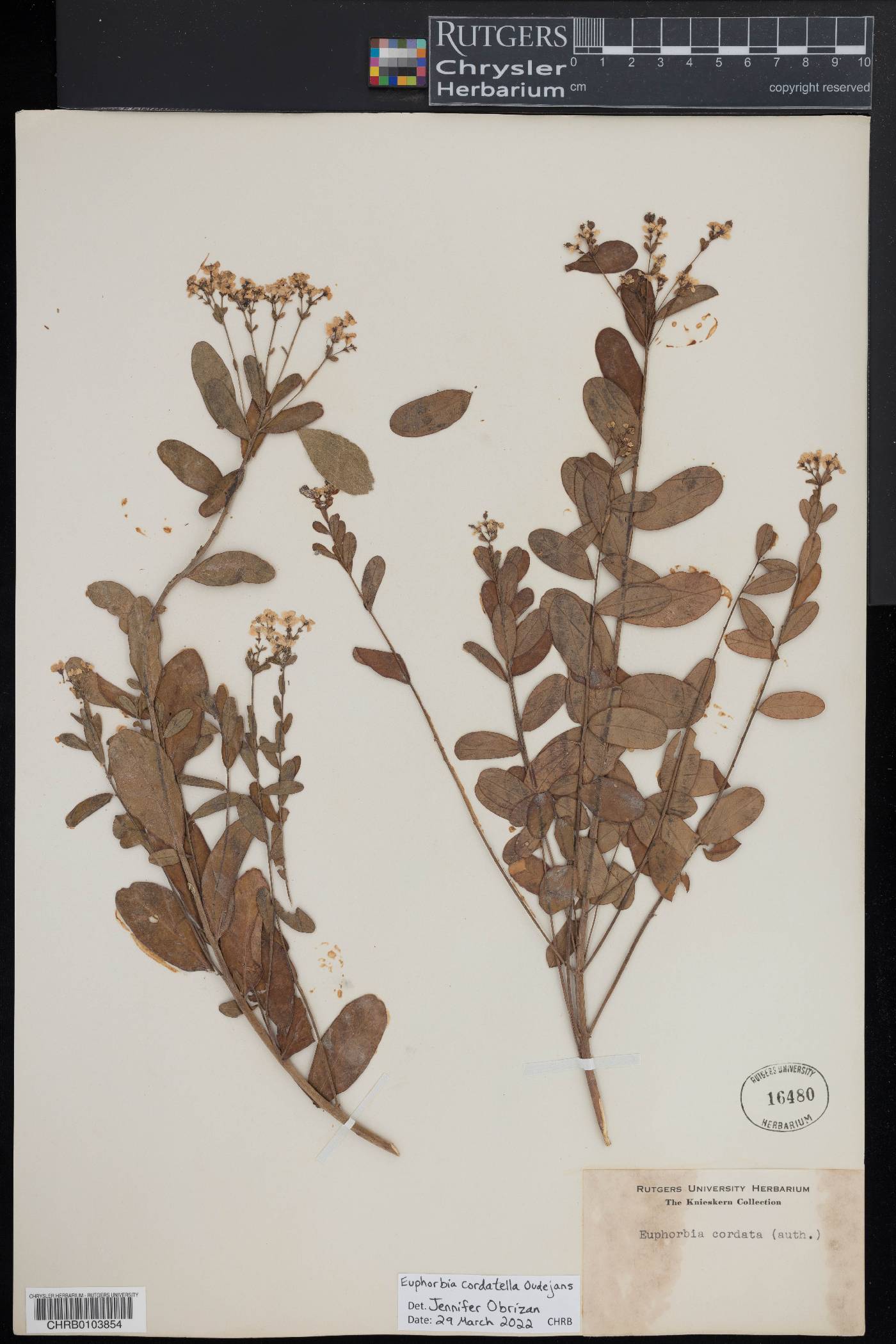 Euphorbia cordatella image