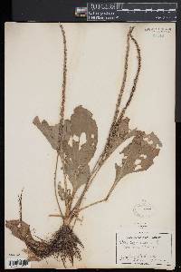 Plantago rugelii image