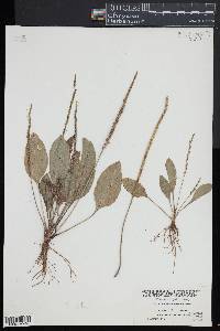 Plantago rugelii image