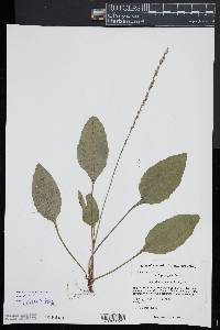 Plantago rugelii image