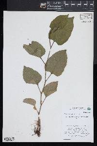 Reynoutria japonica image