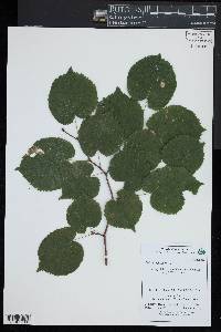 Tilia cordata image