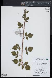 Rubus phoenicolasius image