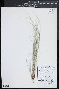 Aristida oligantha image