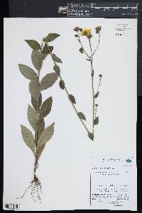 Hieracium sabaudum image