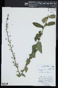 Verbascum blattaria image