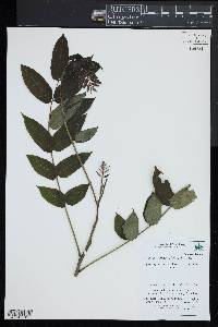 Ailanthus altissima image