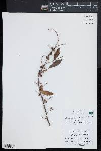 Elaeagnus umbellata image
