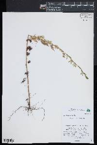 Artemisia annua image