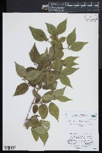 Lonicera maackii image