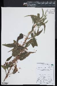 Cuscuta gronovii image