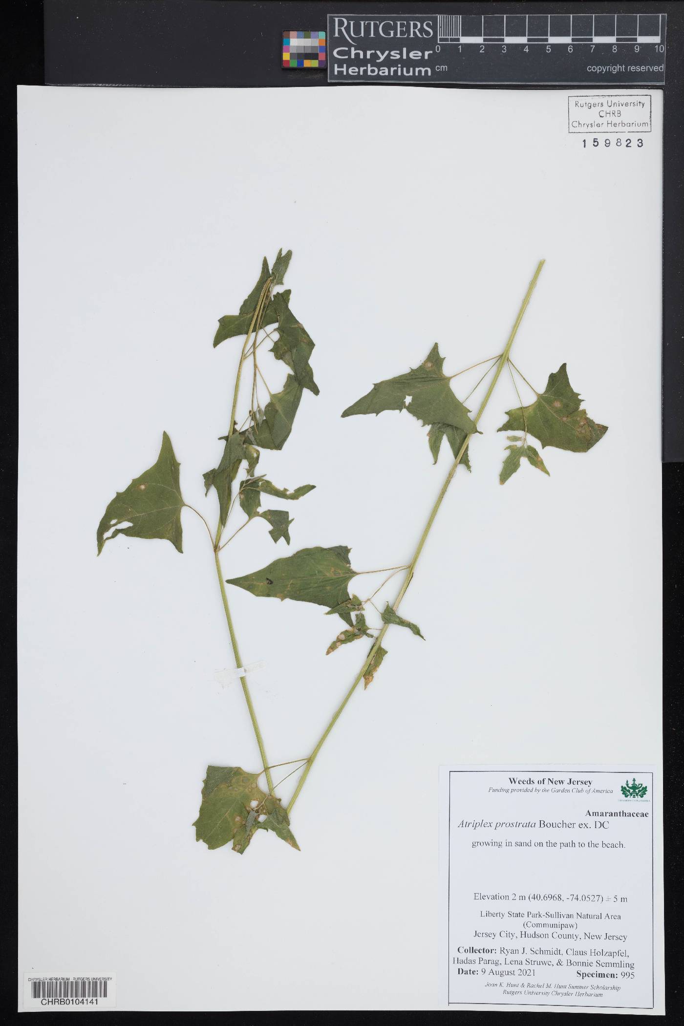 Atriplex prostrata image