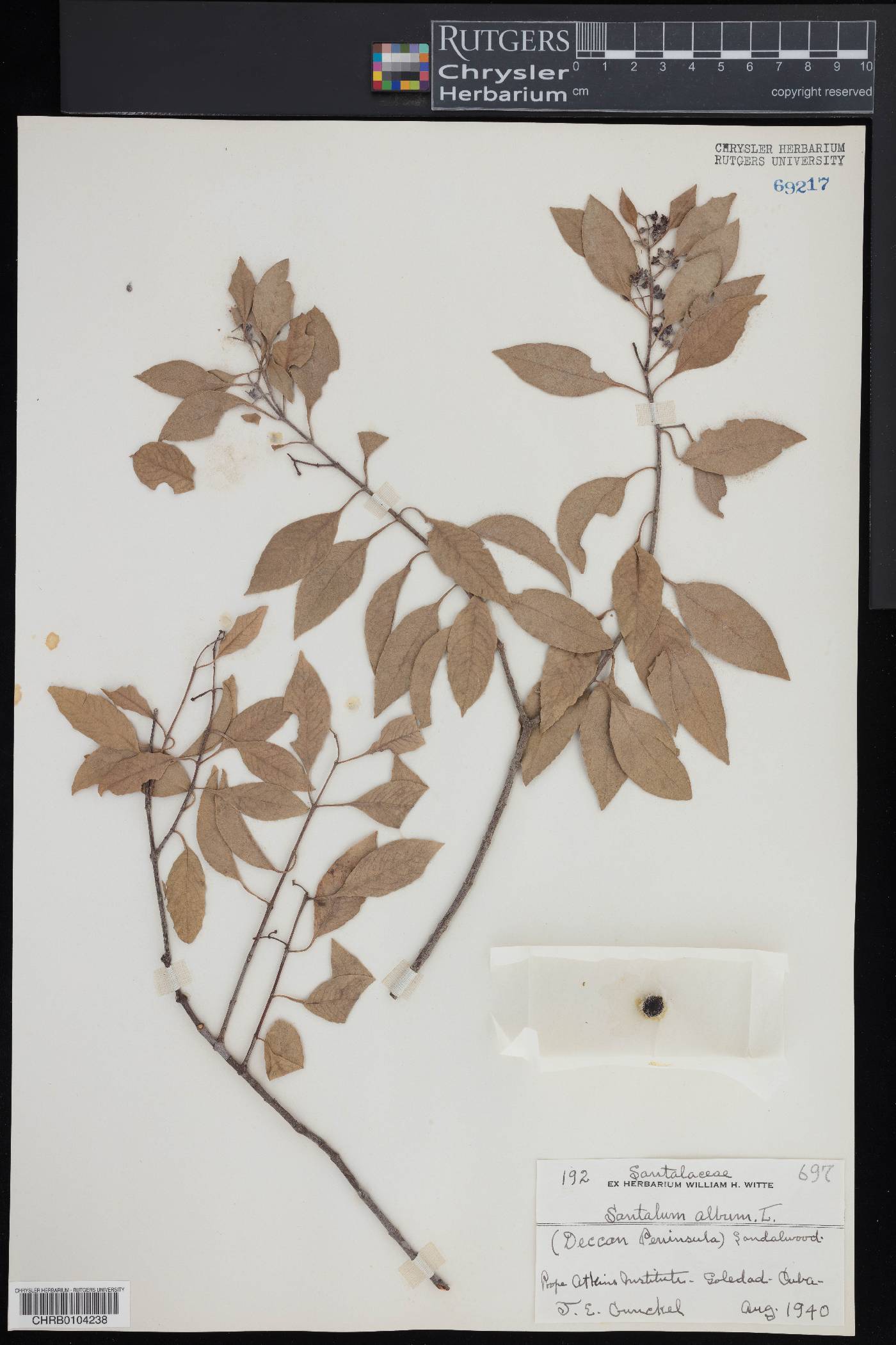 Santalum album image