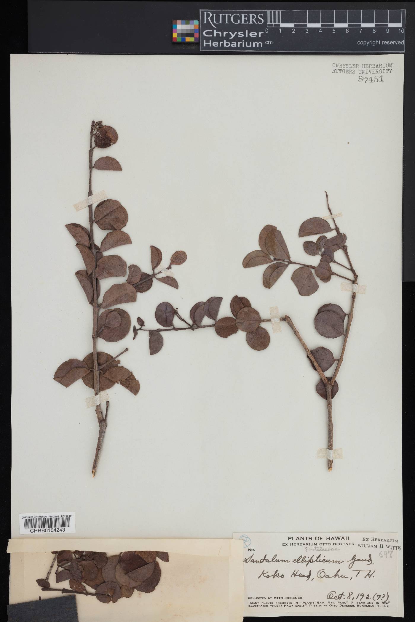 Santalum image