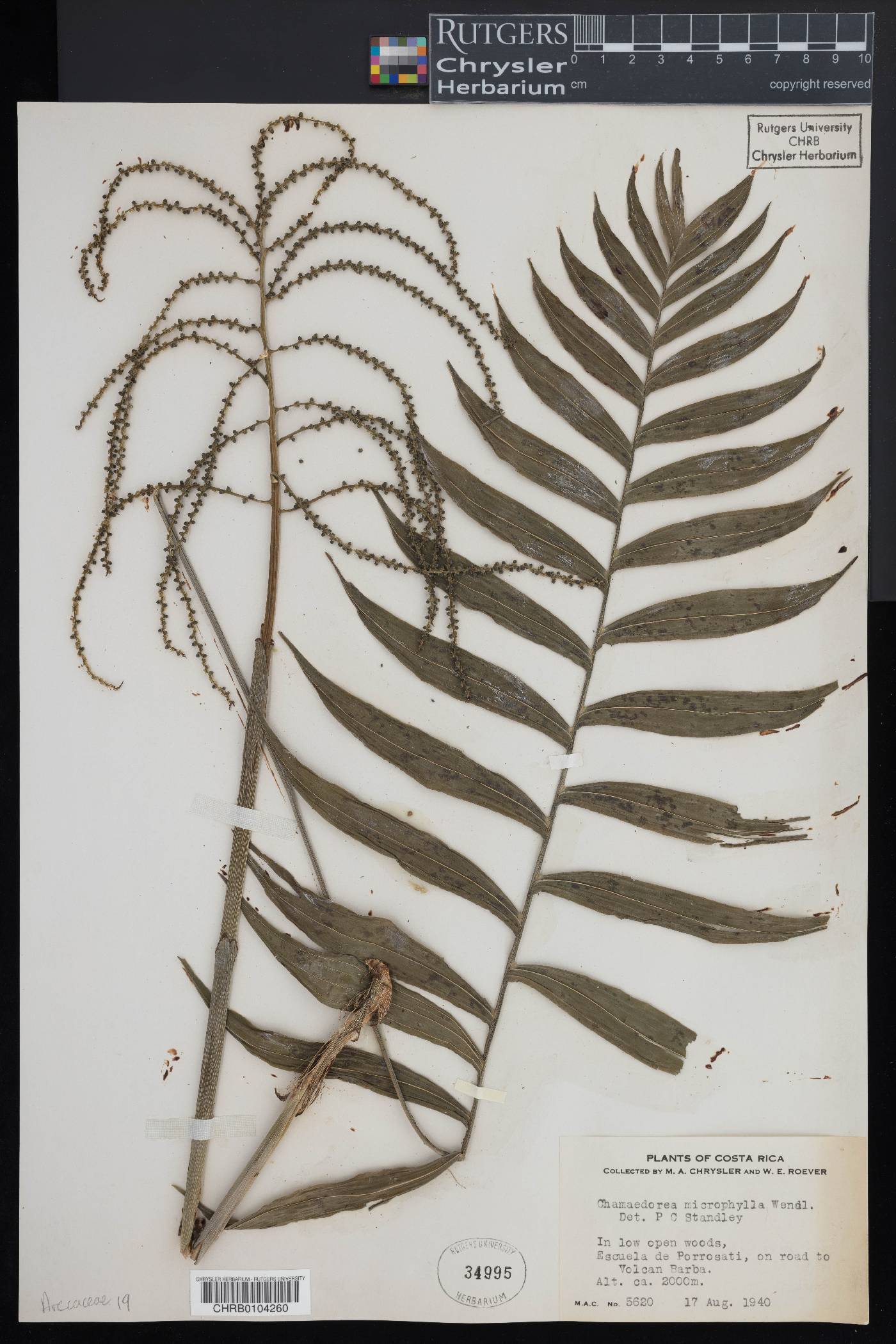 Chamaedorea microphylla image