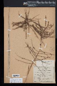 Sabal rosei image