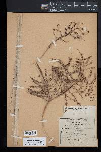 Sabal rosei image