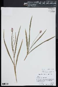 Callisia rosea image