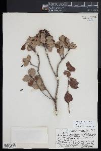 Santalum paniculatum image