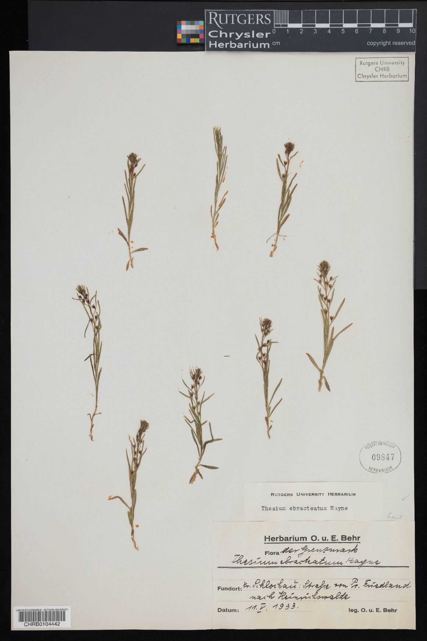 Thesium ebracteatum image