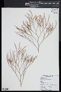 Limonium carolinianum image