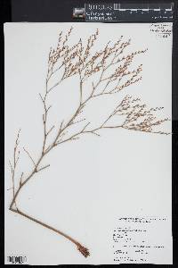 Limonium carolinianum image