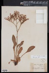 Limonium carolinianum image