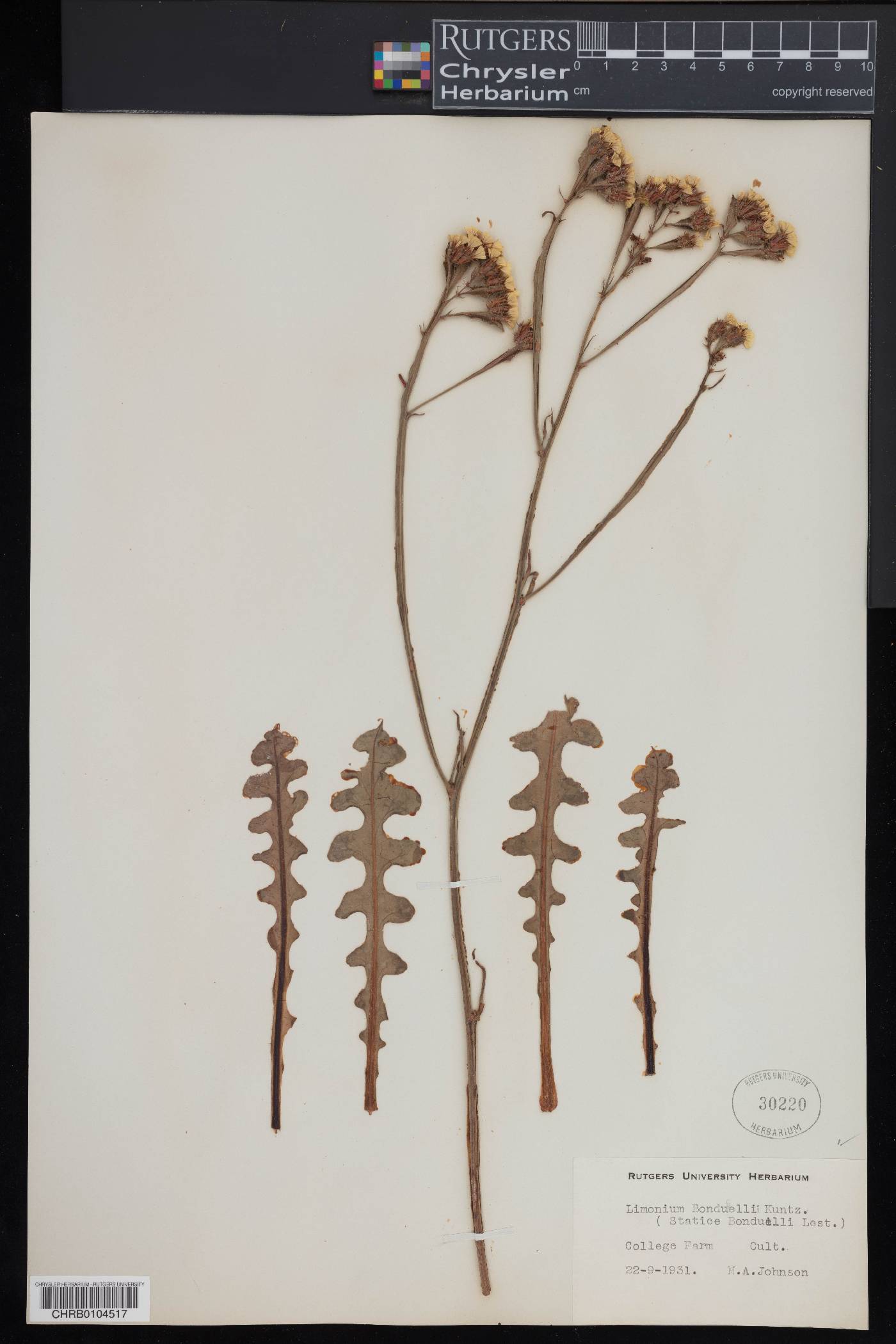 Limonium bonduellei image