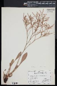 Limonium carolinianum image