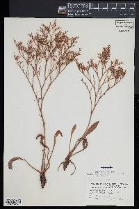 Limonium carolinianum image