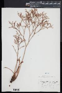 Limonium carolinianum image