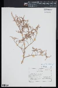Limonium carolinianum image