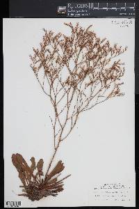 Limonium carolinianum image