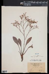 Limonium carolinianum image