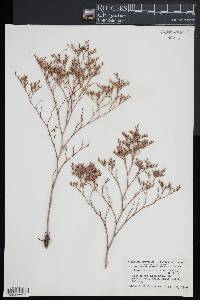 Limonium carolinianum image