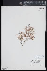 Limonium carolinianum image