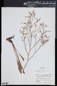 Limonium carolinianum image