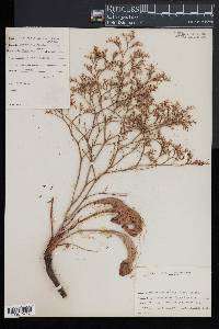 Limonium carolinianum image