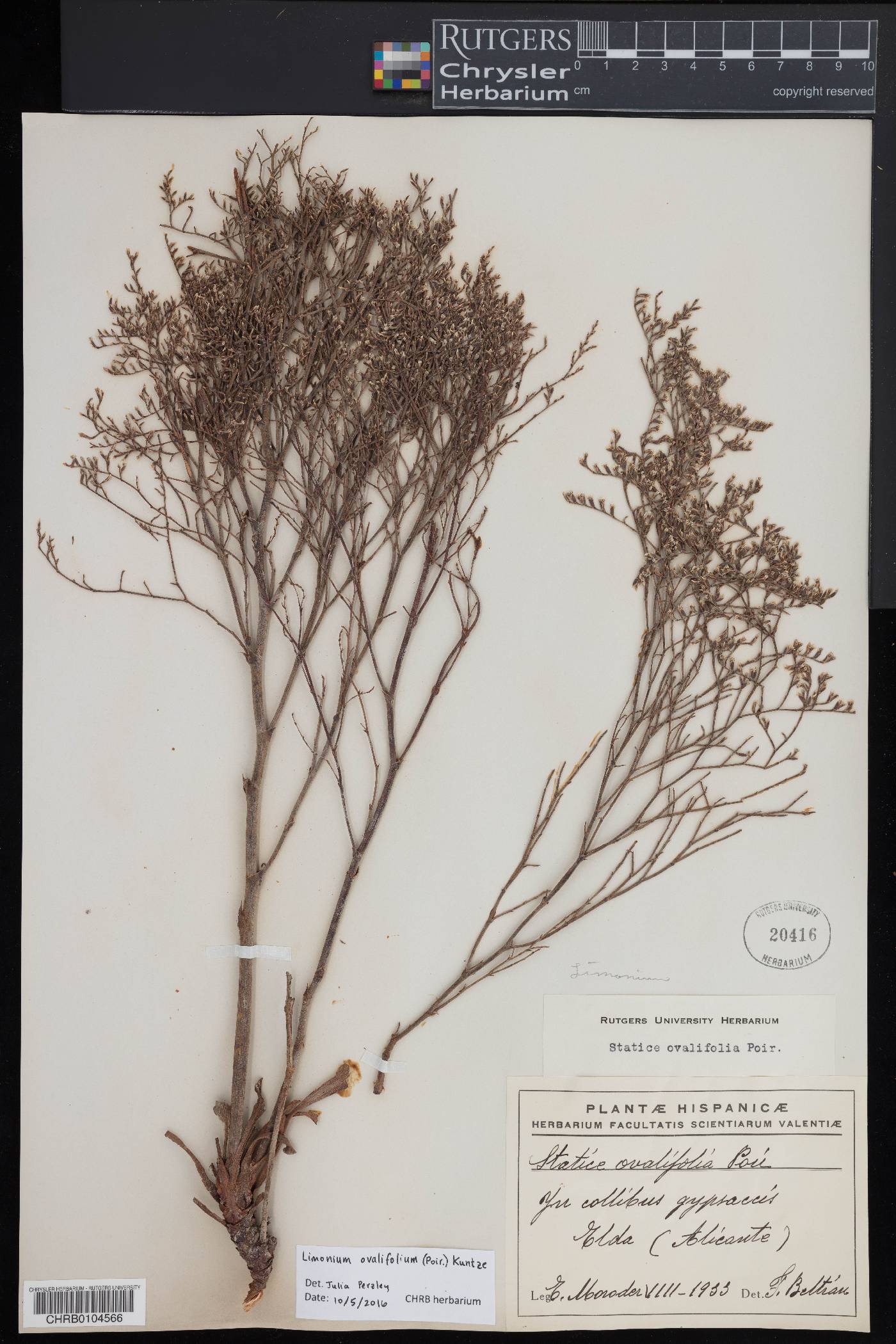 Limonium ovalifolium image